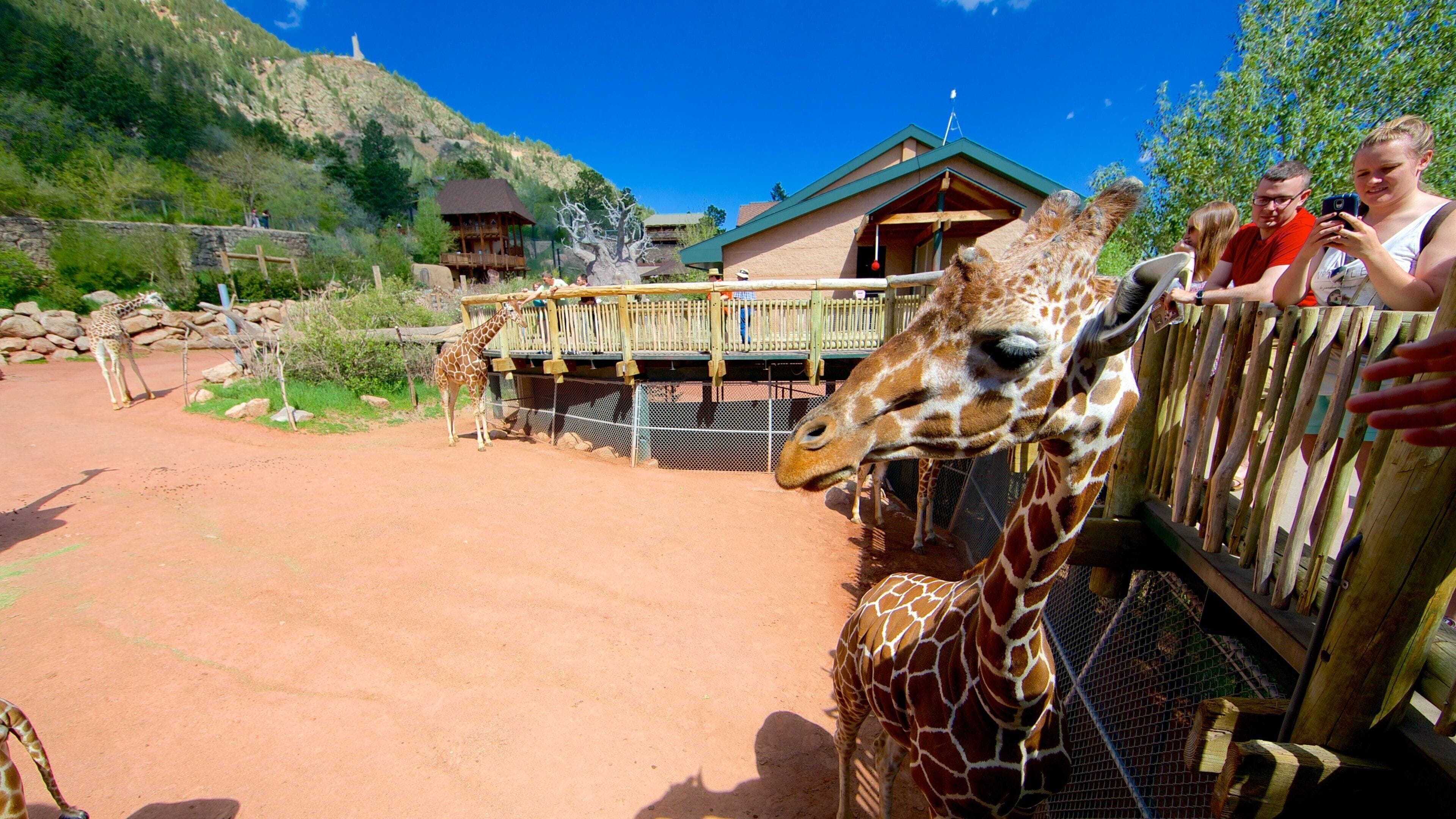 Cheyenne Mountain Zoo mostrando animales del zoológico y animales terrestres