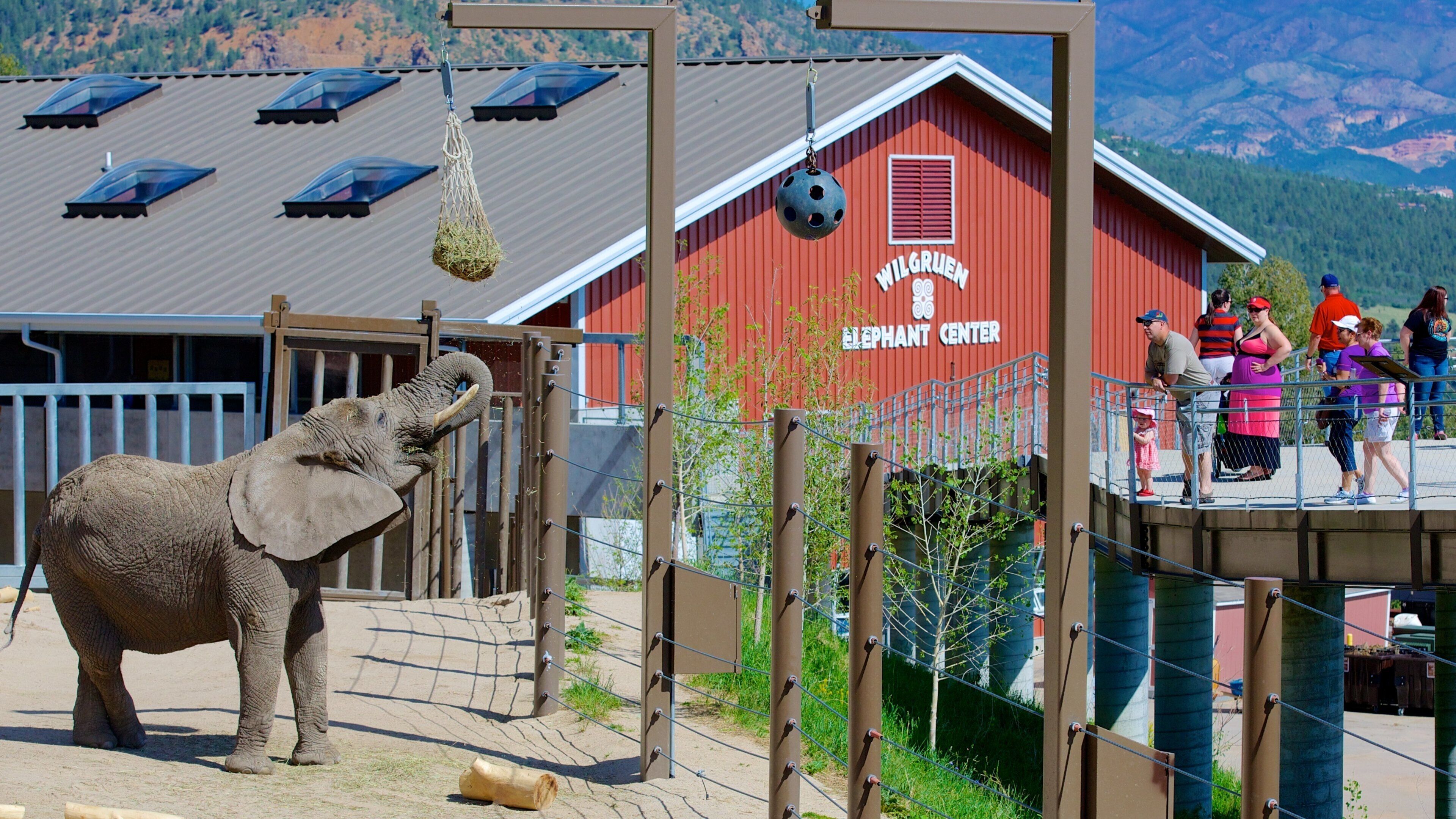 Cheyenne Mountain Zoo showing zoo animals and land animals