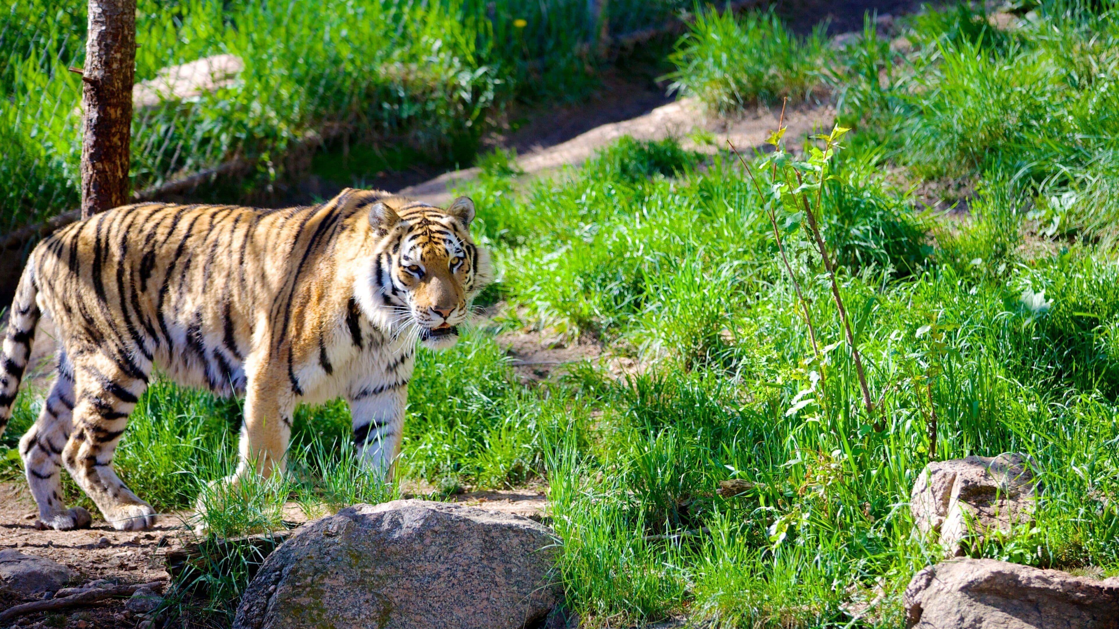 Cheyenne Mountain Zoo que incluye animales del zoológico y animales peligrosos