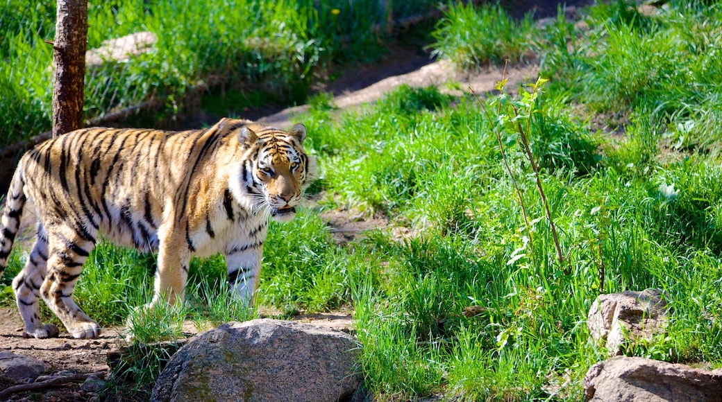 Cheyenne Mountain Zoo que incluye animales del zoológico y animales peligrosos