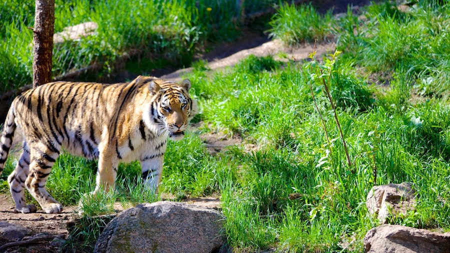 Cheyenne Mountain Zoo featuring dangerous animals and zoo animals