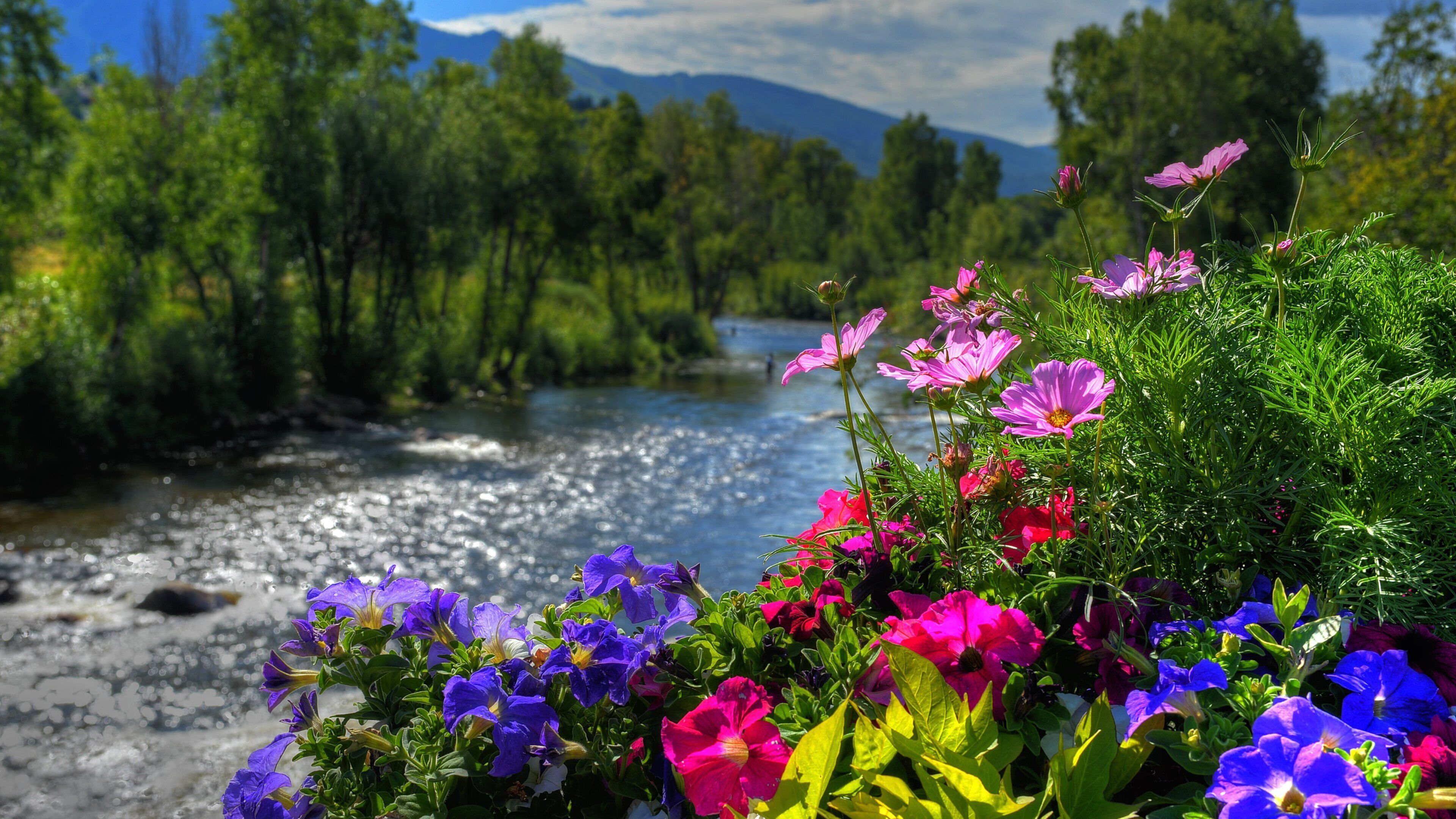 Steamboat Ski Resort showing tranquil scenes, a river or creek and flowers