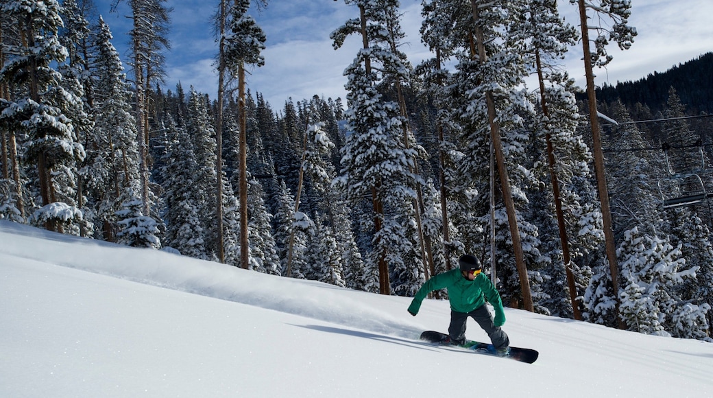 Keystone Ski Resort featuring tranquil scenes, snow and forest scenes