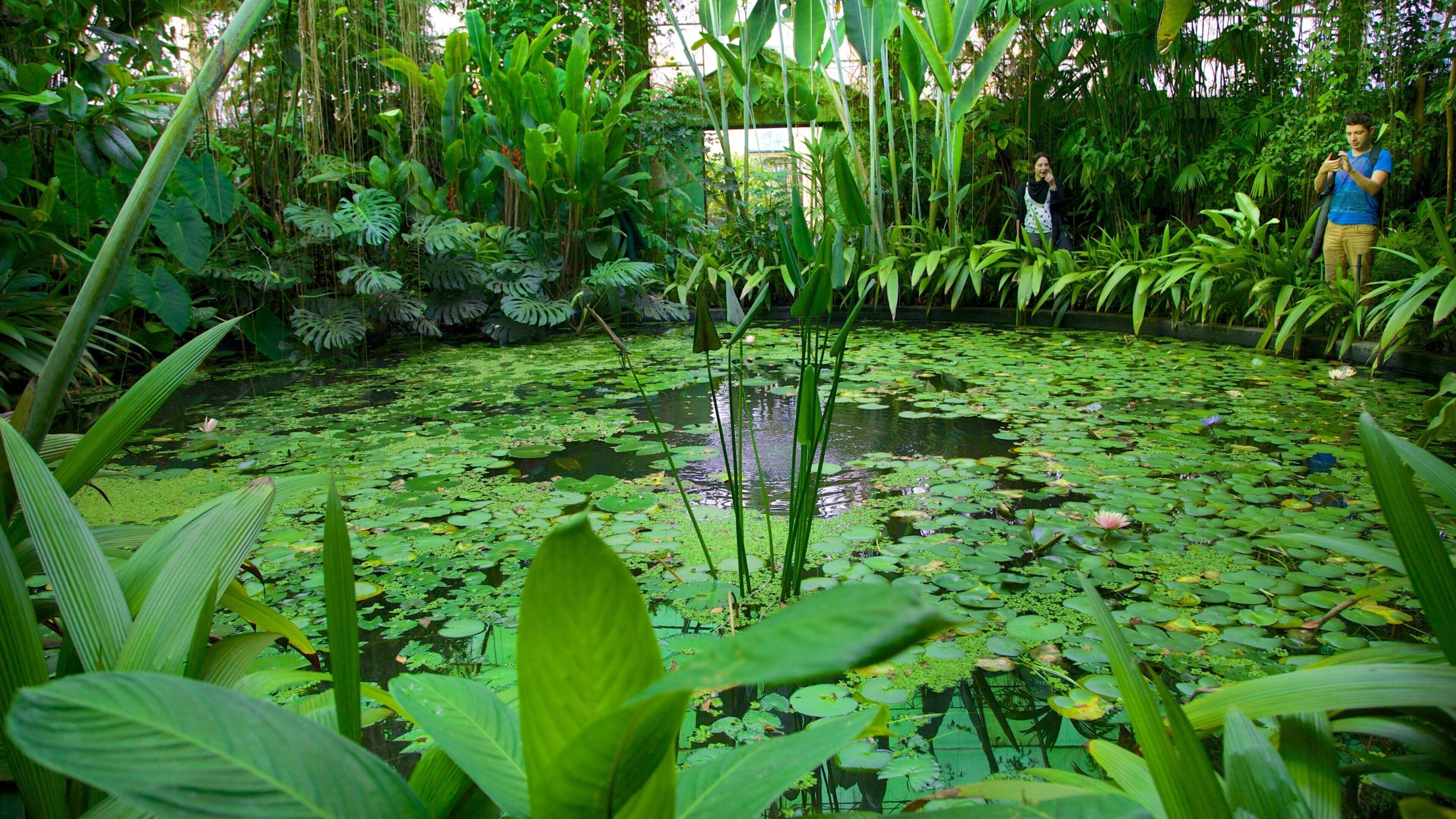 Bogotá Botanical Garden showing a park and a pond