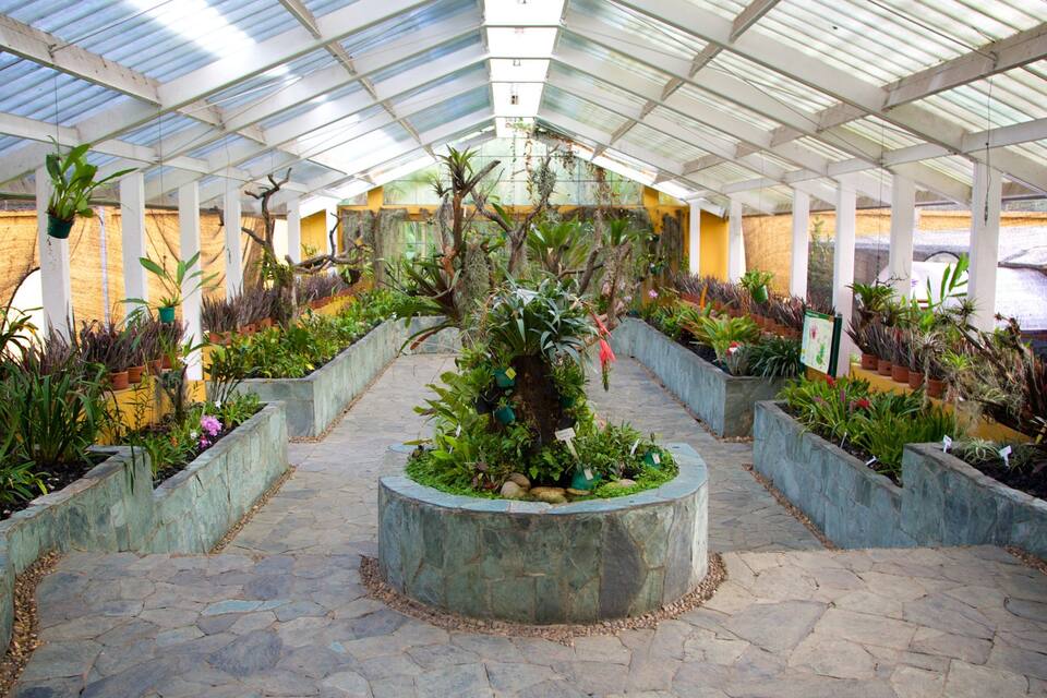 A greenhouse with a stone pathway, various potted plants, and a central tree.