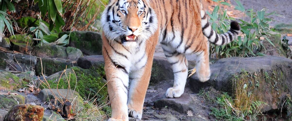 Bright summer day in the Nuremberg zoo with a Siberian tiger walking on the rocks