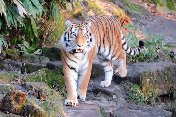 Bright summer day in the Nuremberg zoo with a Siberian tiger walking on the rocks