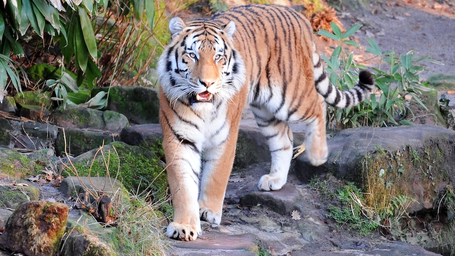 Bright summer day in the Nuremberg zoo with a Siberian tiger walking on the rocks
