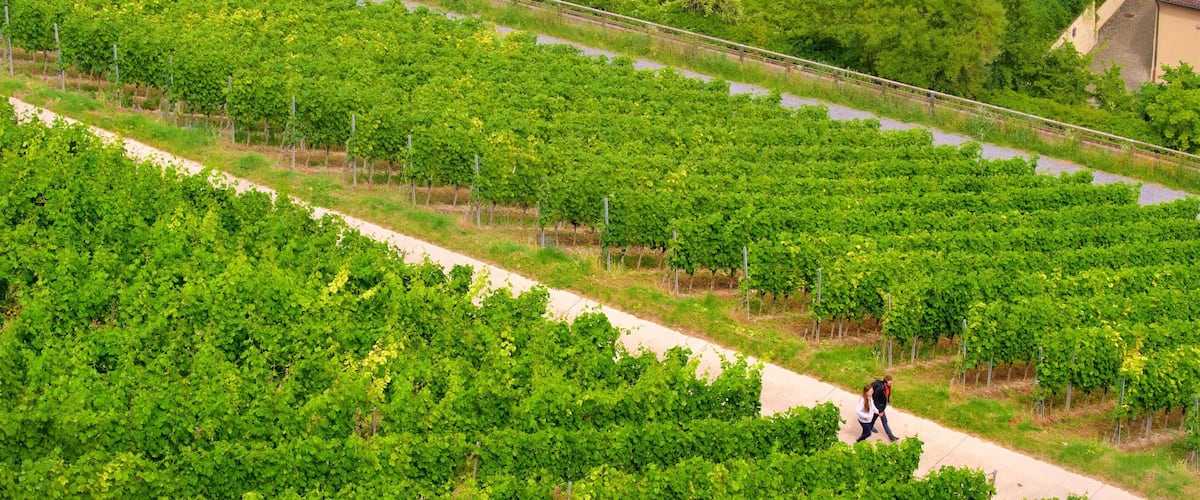 A vineyard with rows of grapevines and a pathway.