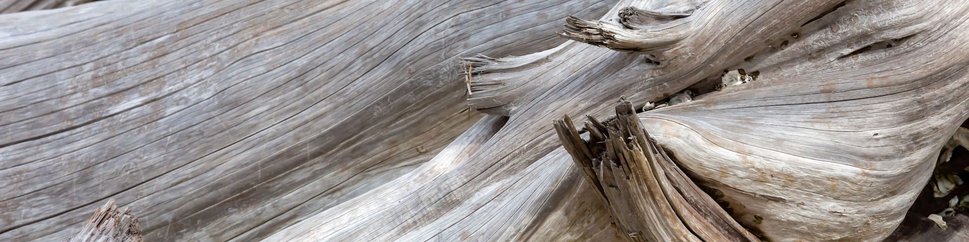 Driftwood