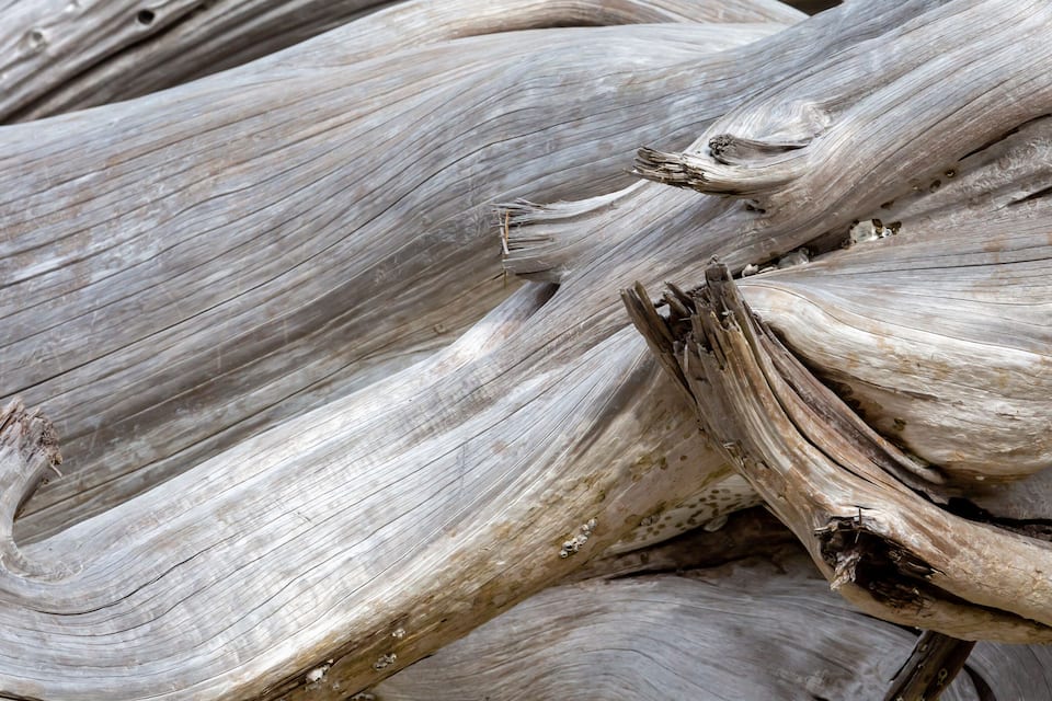 A close-up of weathered, twisted tree branches.