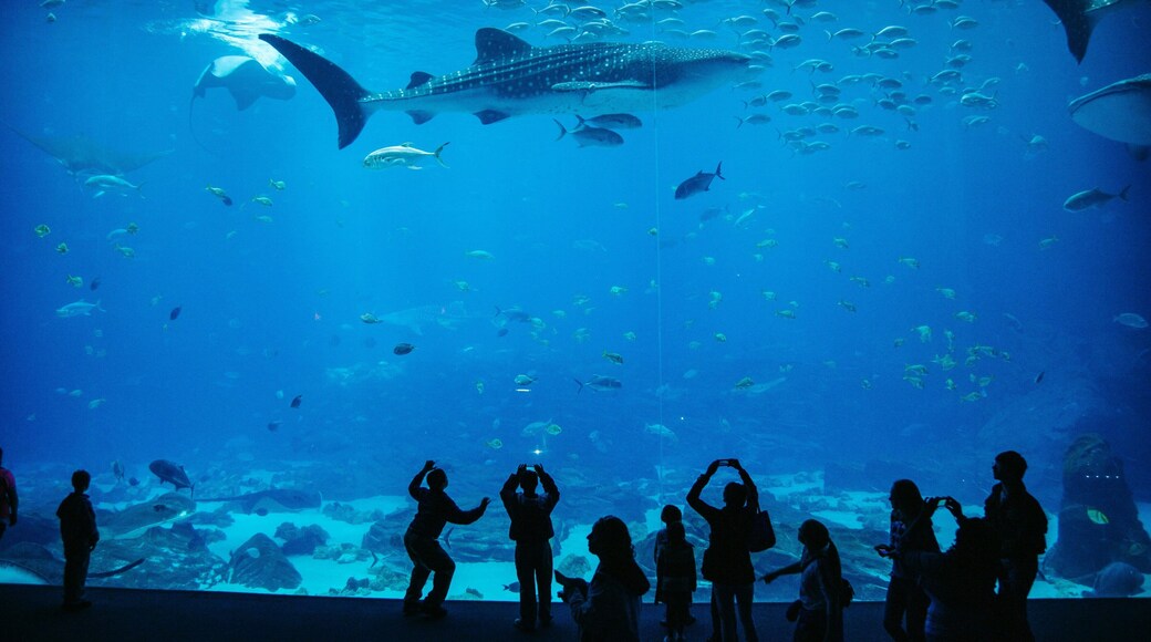 Georgia Aquarium featuring marine life as well as a small group of people