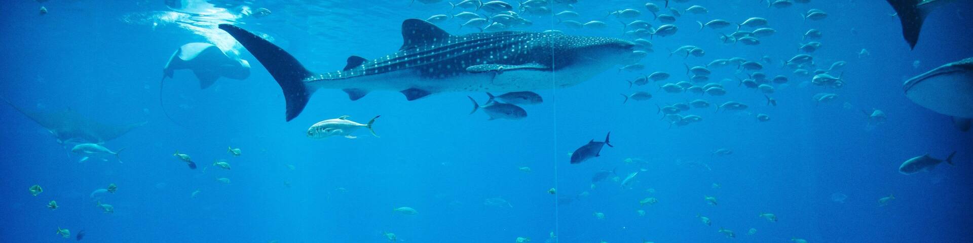 Georgia Aquarium featuring marine life as well as a small group of people