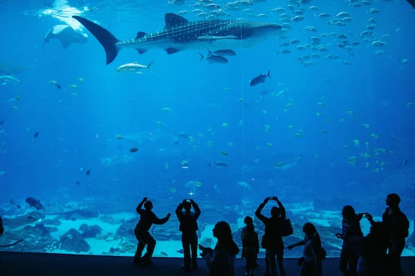 Georgia Aquarium featuring marine life as well as a small group of people