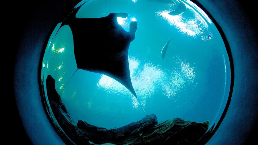 Acuario de Georgia que incluye vida marina