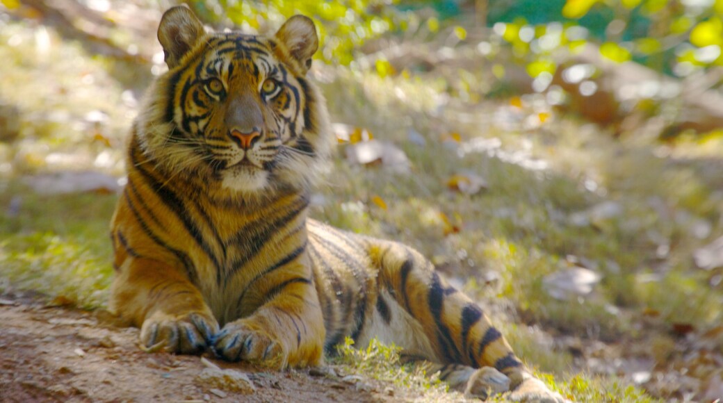 Majestic tiger resting in Zoo Atlanta showcases natural beauty in a vibrant habitat