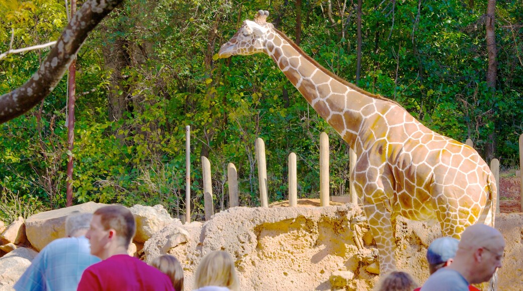 亞特蘭大動物園 其中包括 動物園裡的動物