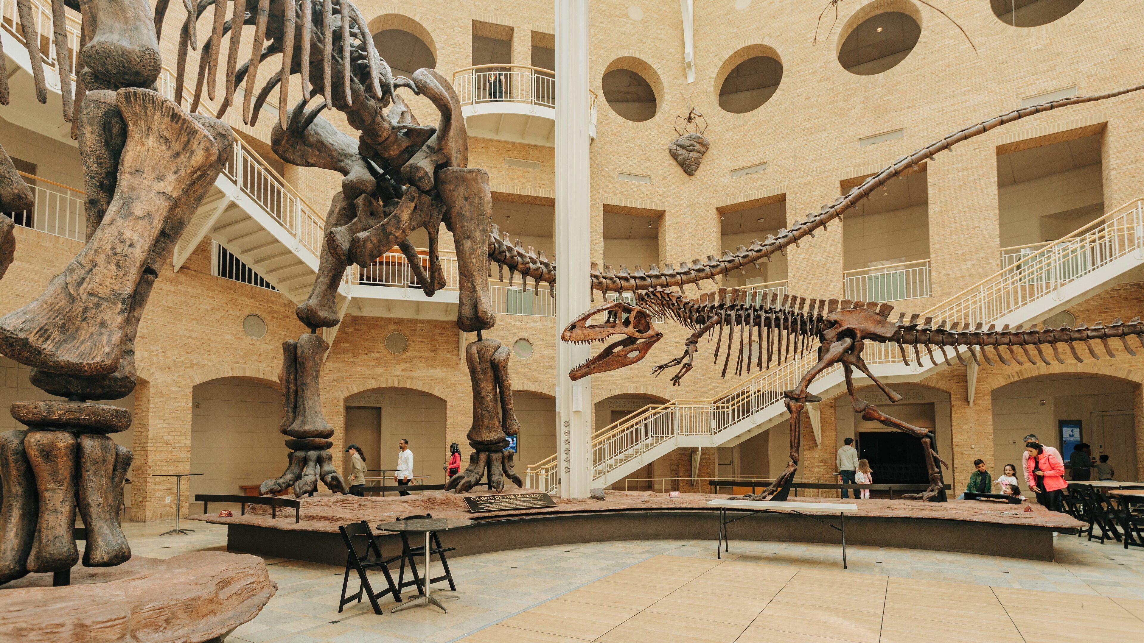 Exploring the exhibits at Fernbank Museum of Natural History featuring dinosaur skeletons in Atlanta, Georgia