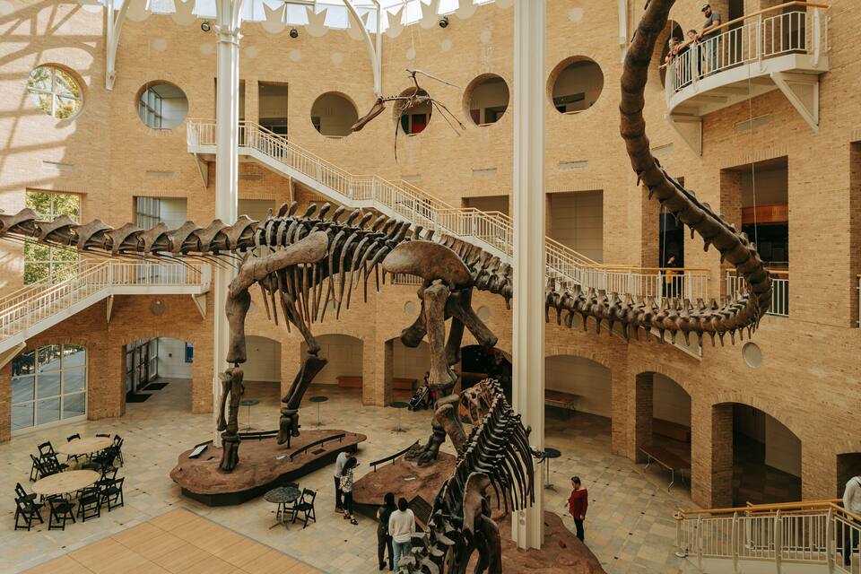 Interior de museu com esqueletos de dinossauros e uma escadaria central.
