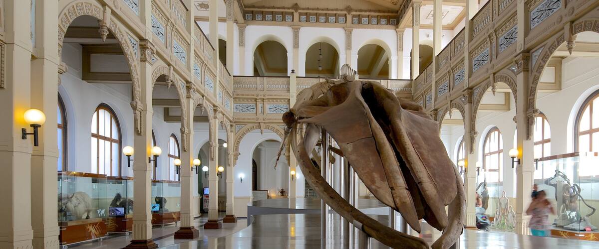 พิพิธภัณฑ์ประวัติศาสตร์ธรรมชาติแห่งชาติ แสดง การตกแต่งภายใน