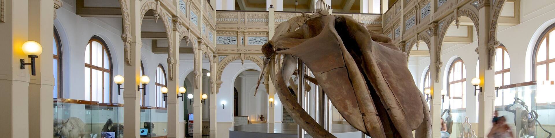 National Museum of Natural History which includes interior views