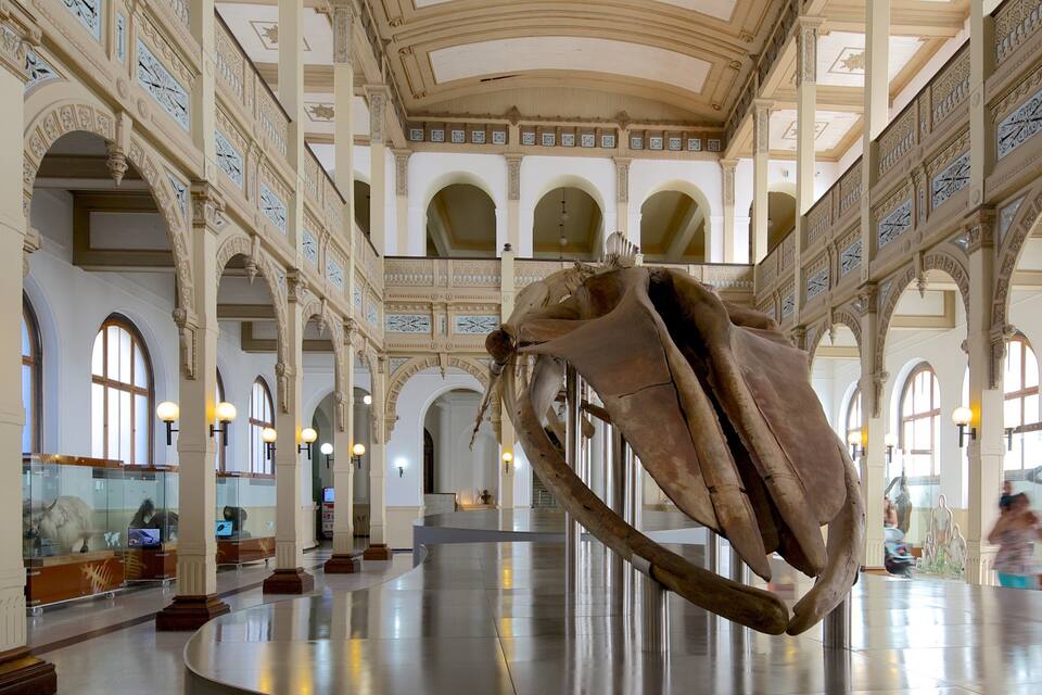 Interior de museo con esqueleto de dinosaurio colgado del techo.