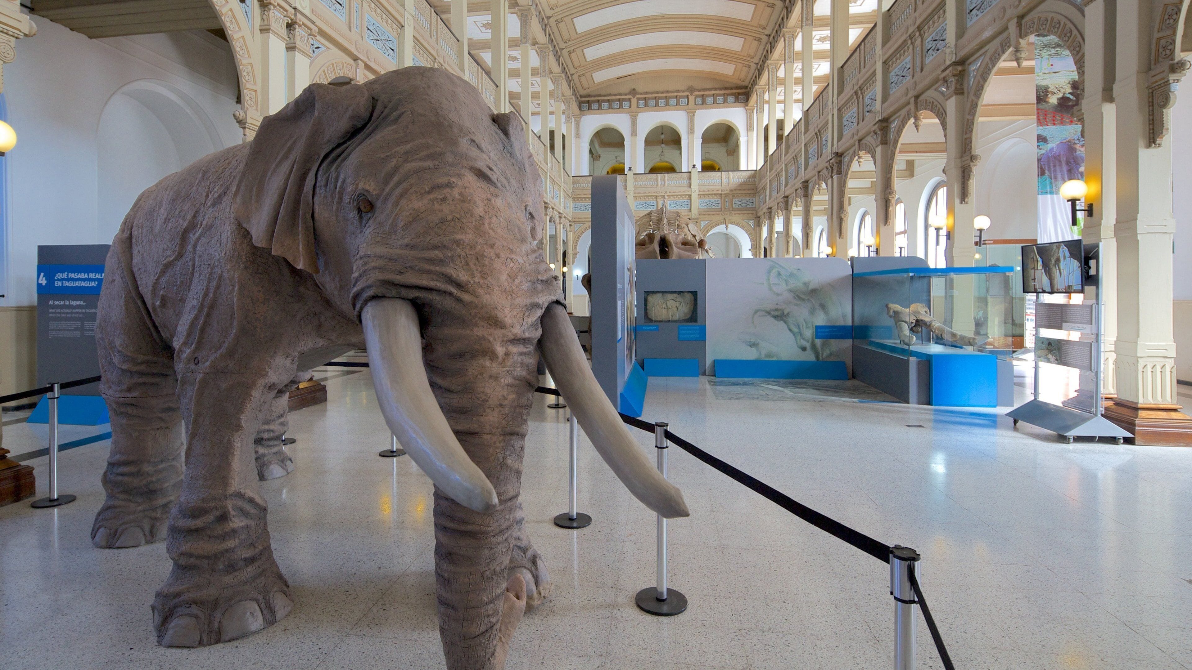 National Museum of Natural History which includes a statue or sculpture and interior views