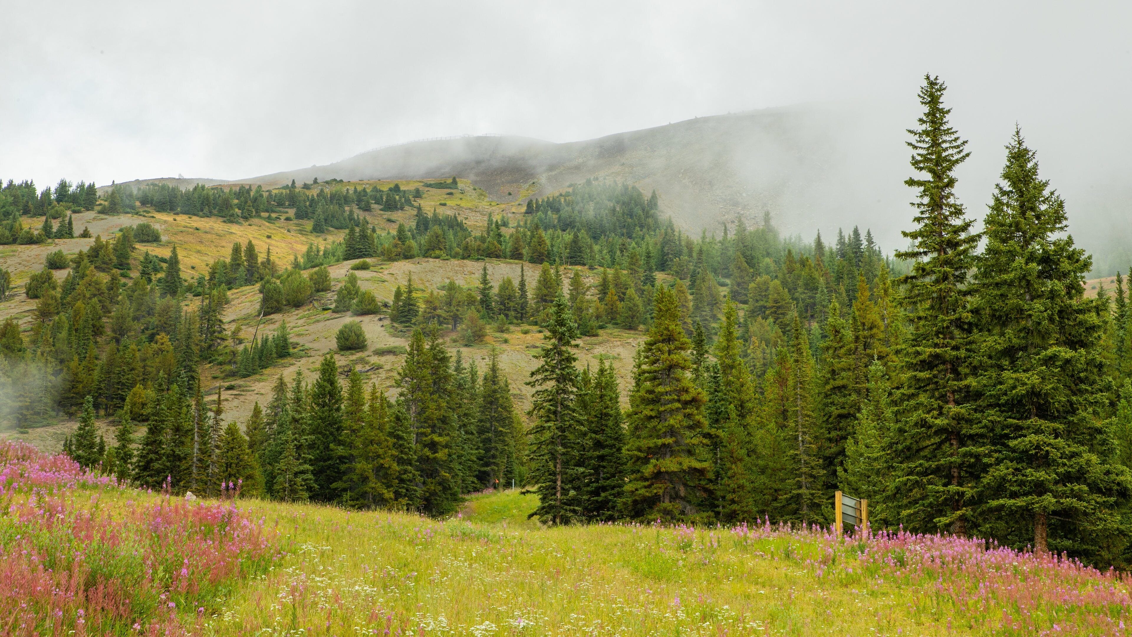 Lake Louise Mountain Resort featuring wildflowers and tranquil scenes