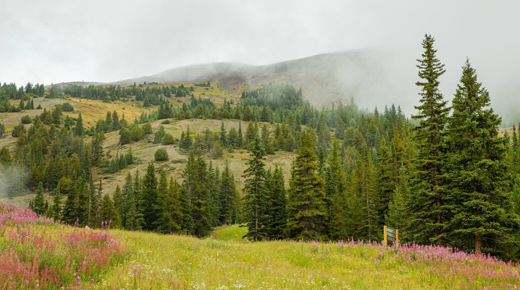 Lake Louise Mountain Resort featuring wildflowers and tranquil scenes