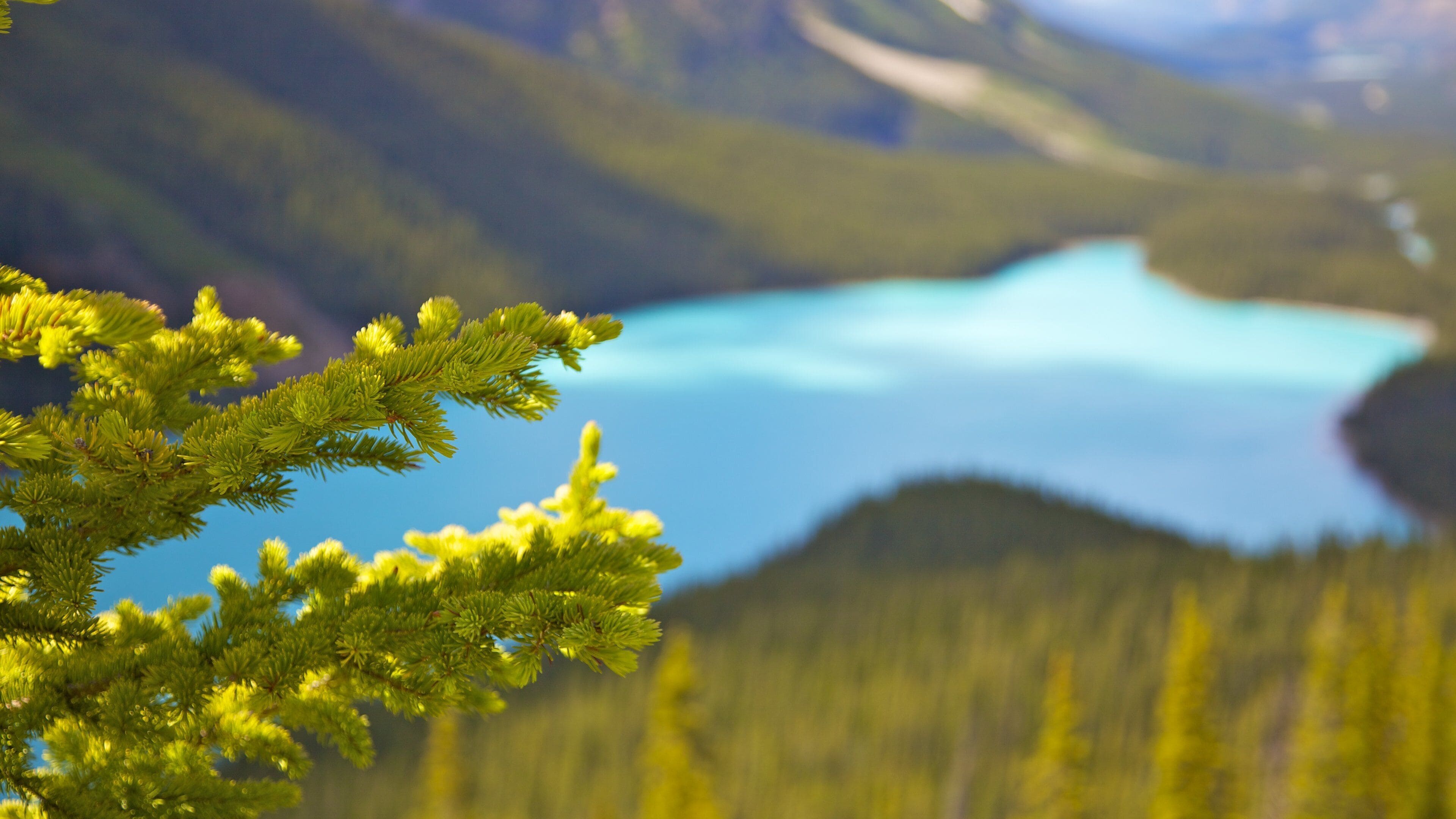 Lago Peyto que incluye un lago o abrevadero, montañas y vistas de paisajes