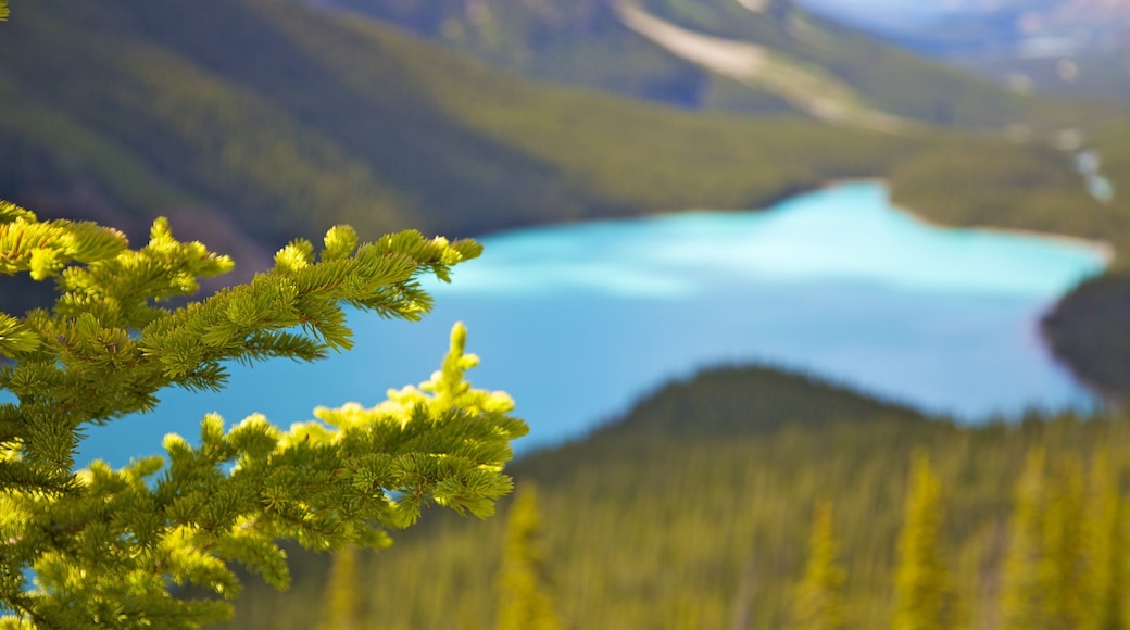 Lago Peyto que incluye un lago o abrevadero, montañas y vistas de paisajes