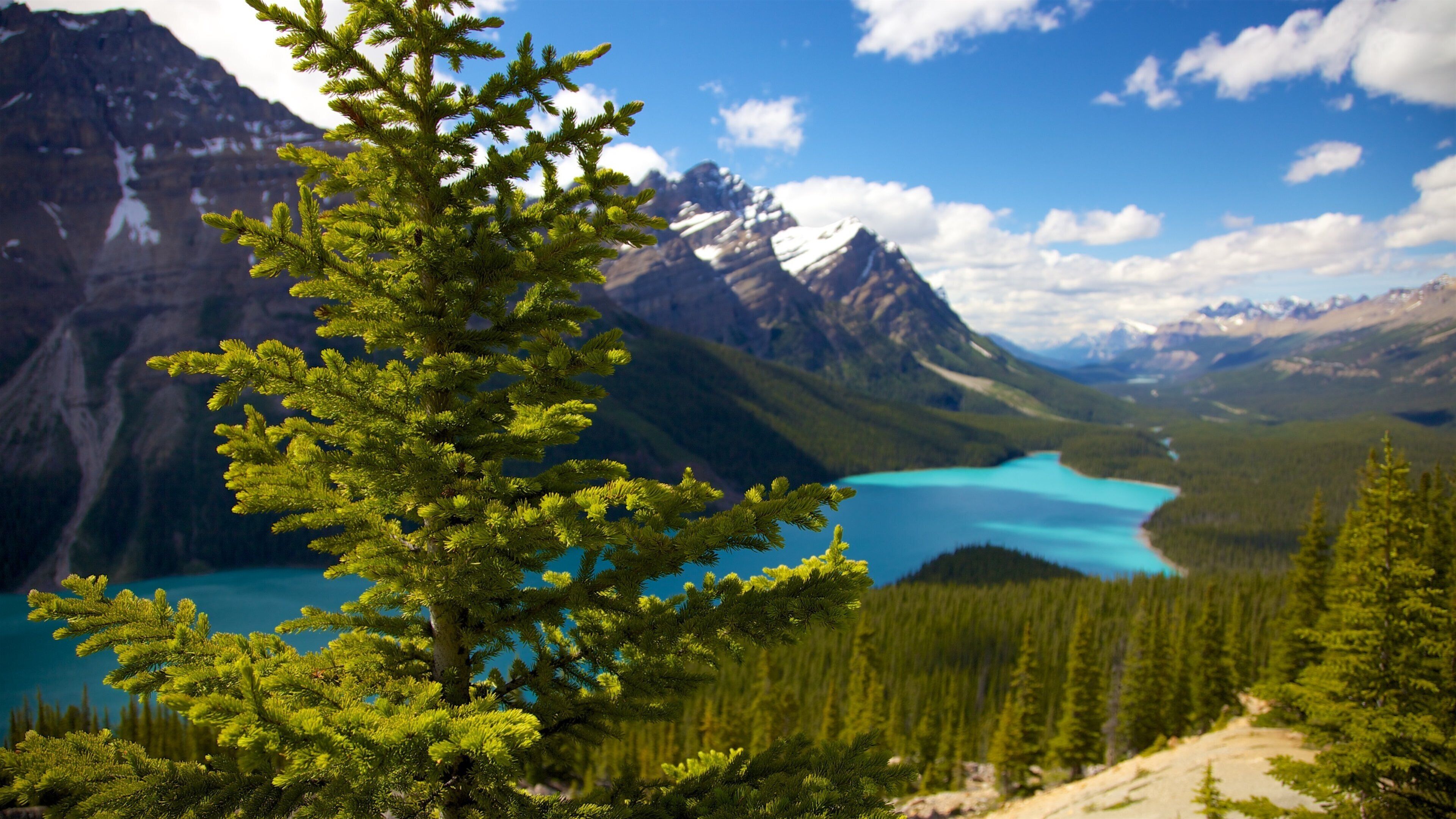 Lago Peyto mostrando montañas, bosques y vistas panorámicas