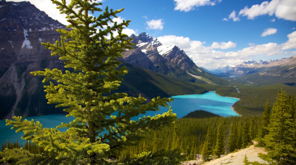 Lago Peyto mostrando montañas, bosques y vistas panorámicas