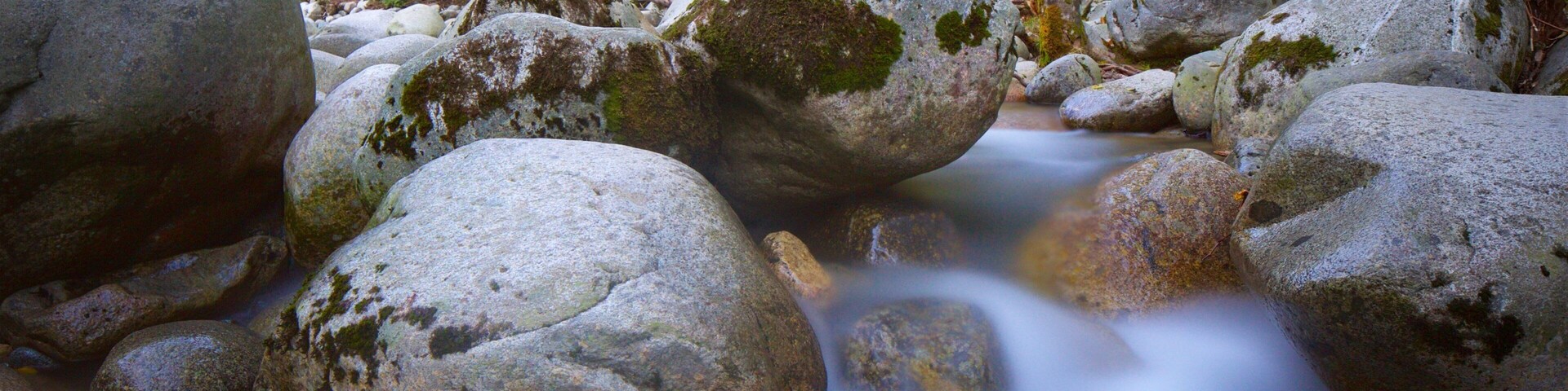 Lynn Canyon Park which includes forest scenes and a river or creek
