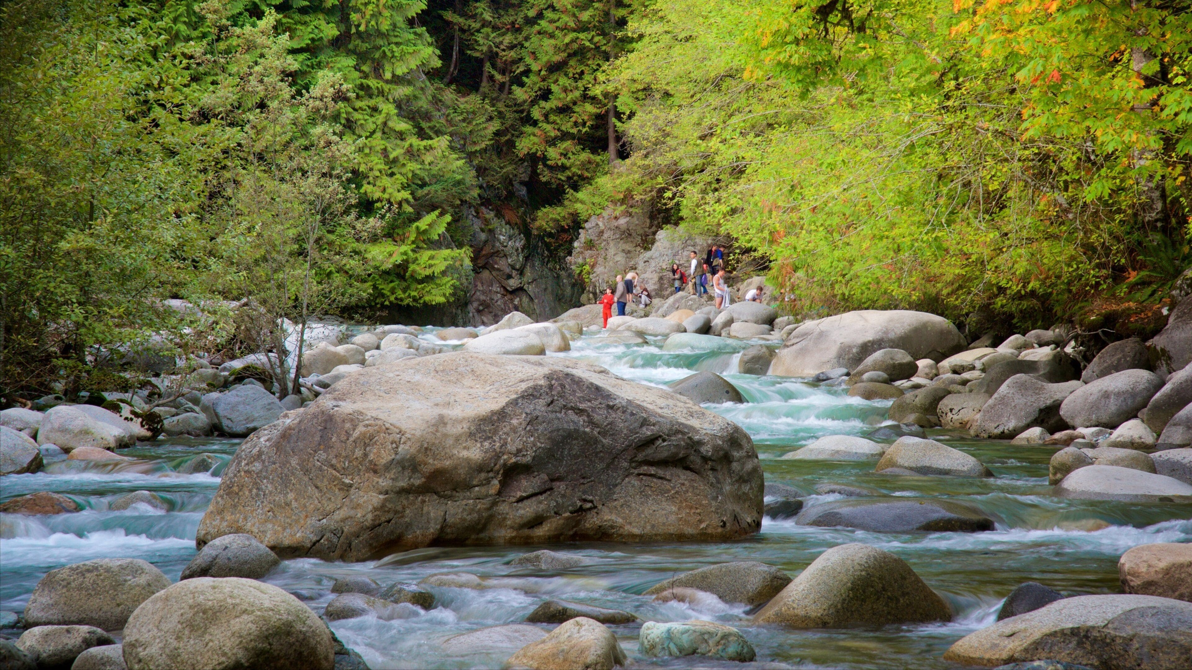 Lynn Canyon Park showing a river or creek and forest scenes