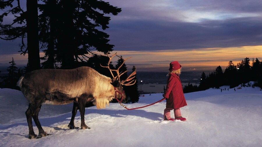 Exploring winter wonderland on Grouse Mountain in Vancouver with a reindeer at sunset