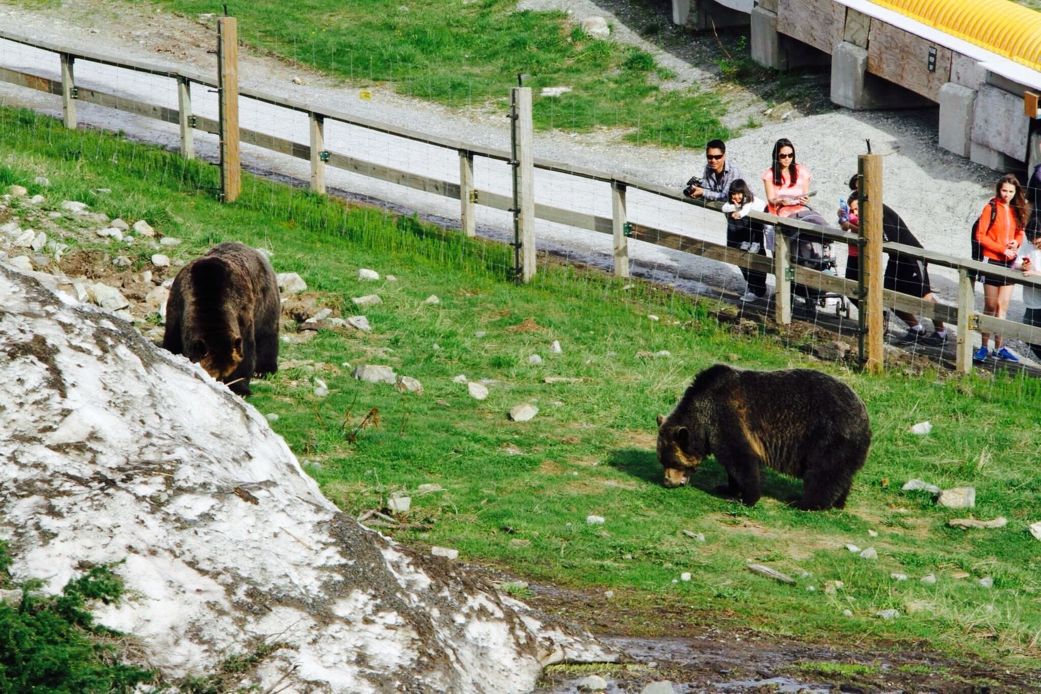 Grouse mountain, the highest peak in Vancouver is a refuge and sanctuary for endangered animals like the grizzly bear. Endangered animals can roam and play knowing that they are safe and secure. How awesome....