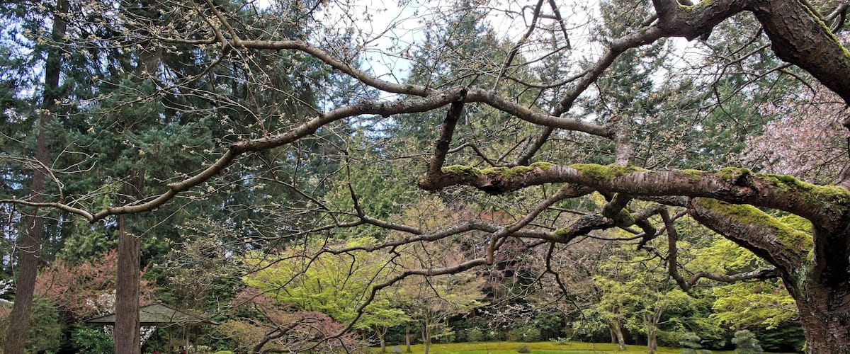 A treasure in University of British Columbia