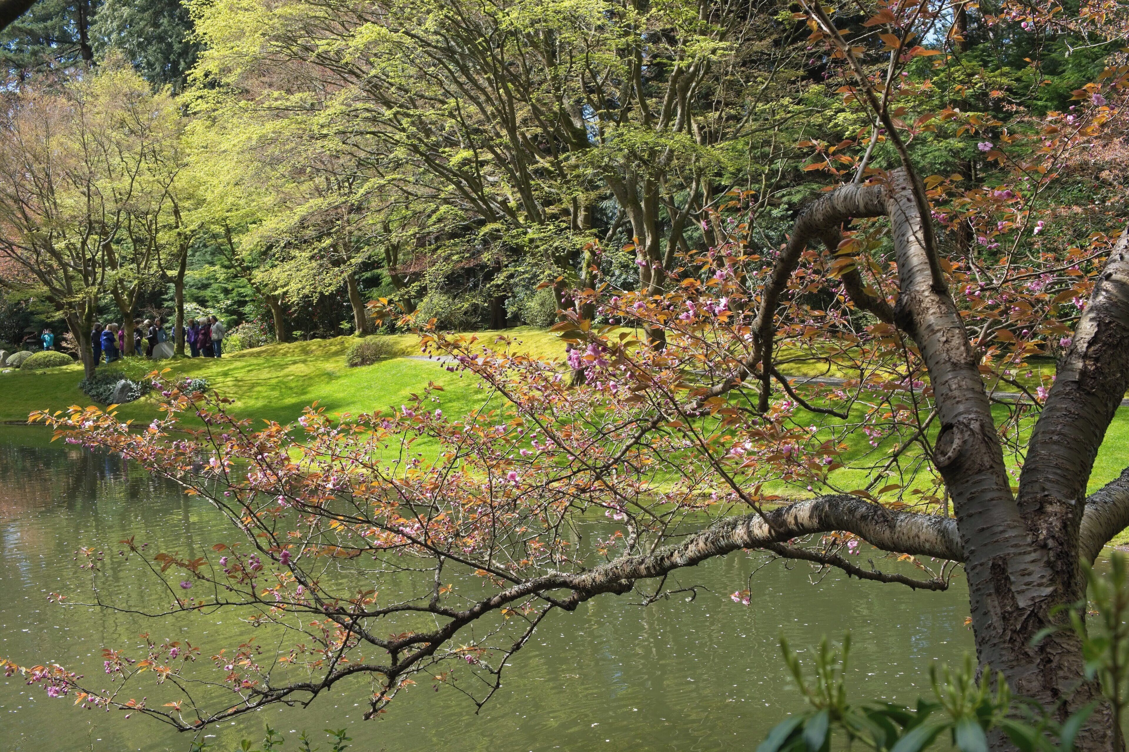 A treasure in University of British Columbia