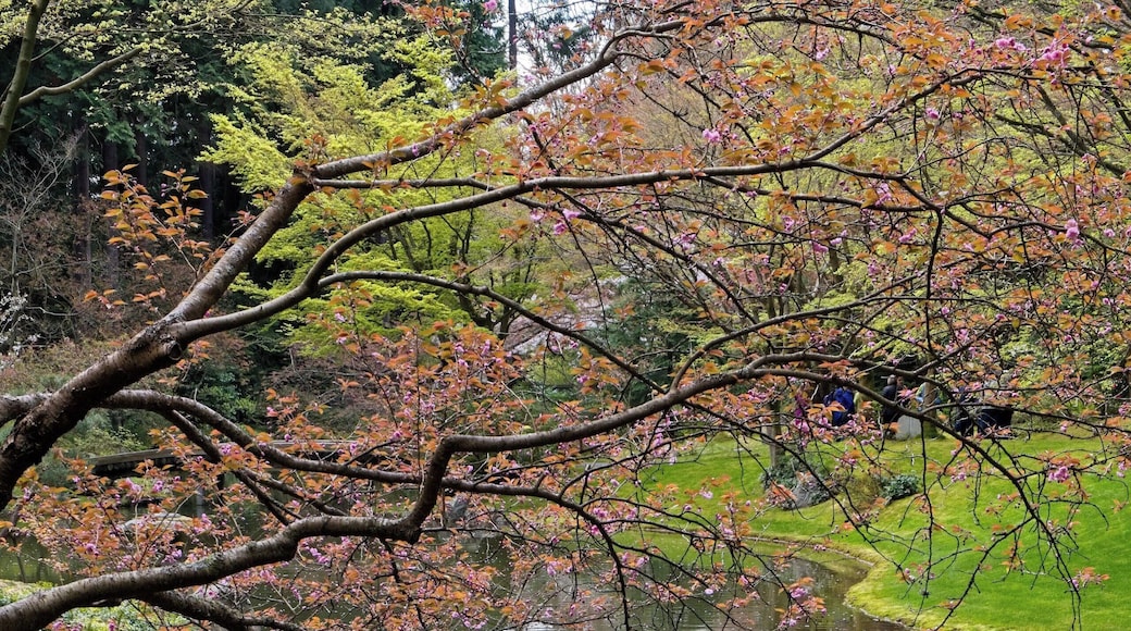 A treasure in University of British Columbia