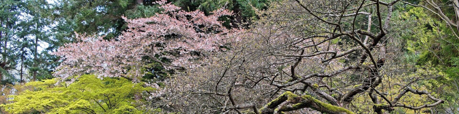 A treasure in University of British Columbia