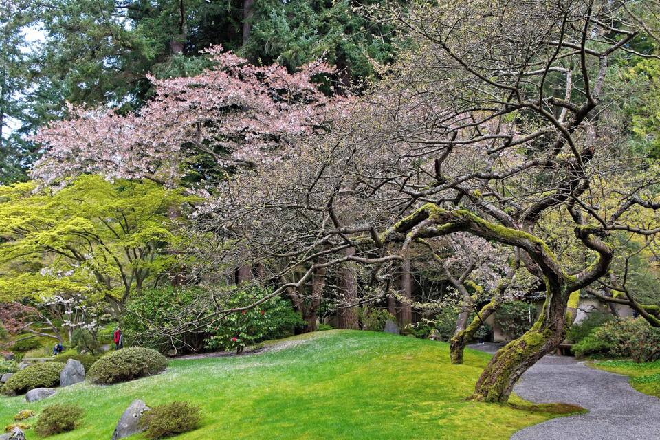 A traditional Japanese garden with cherry blossoms, a moss-covered tree, and a stone path.