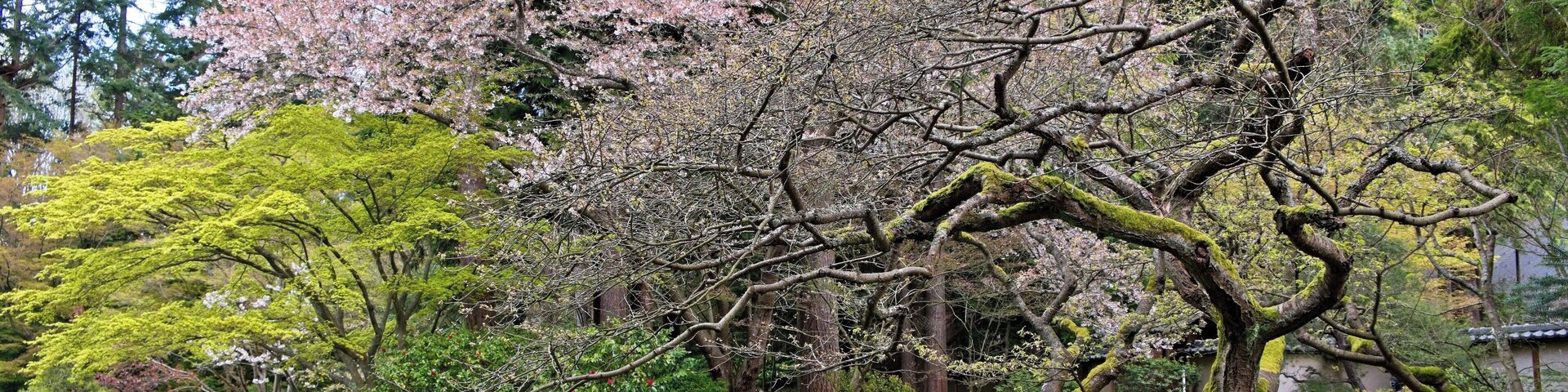 A treasure in University of British Columbia