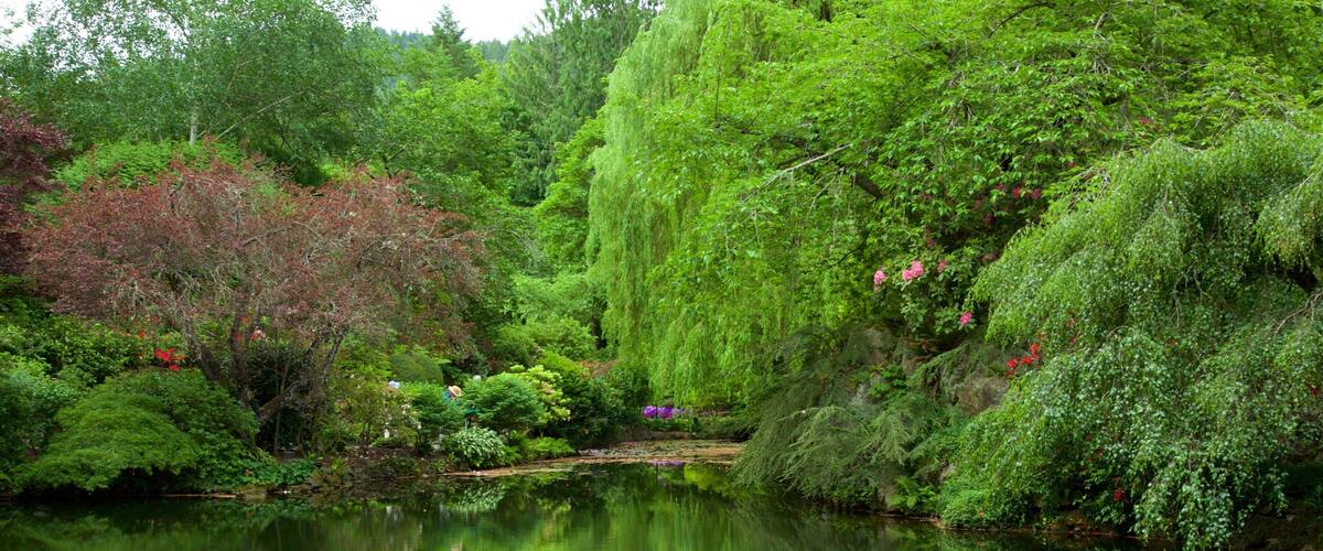 A tranquil pond surrounded by lush greenery and trees.