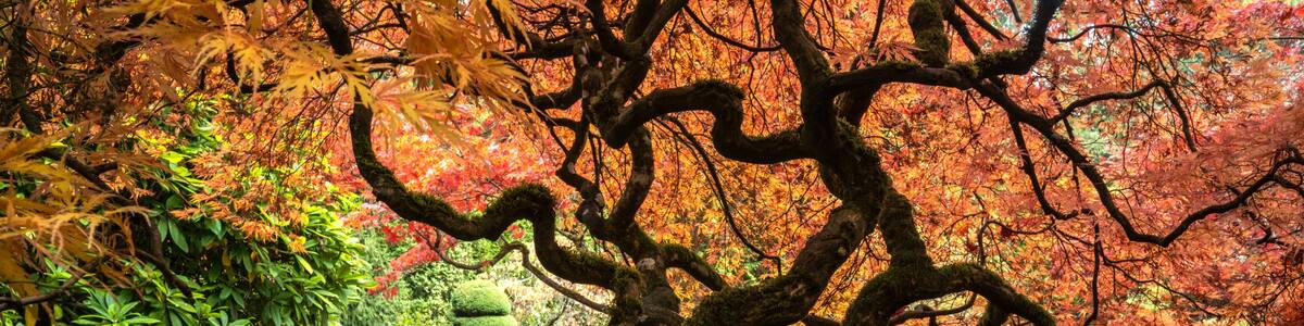 Lace leaf Japanese Maple and Japanese Maple, Acer palmatum, Butchart Gardens, Victoria