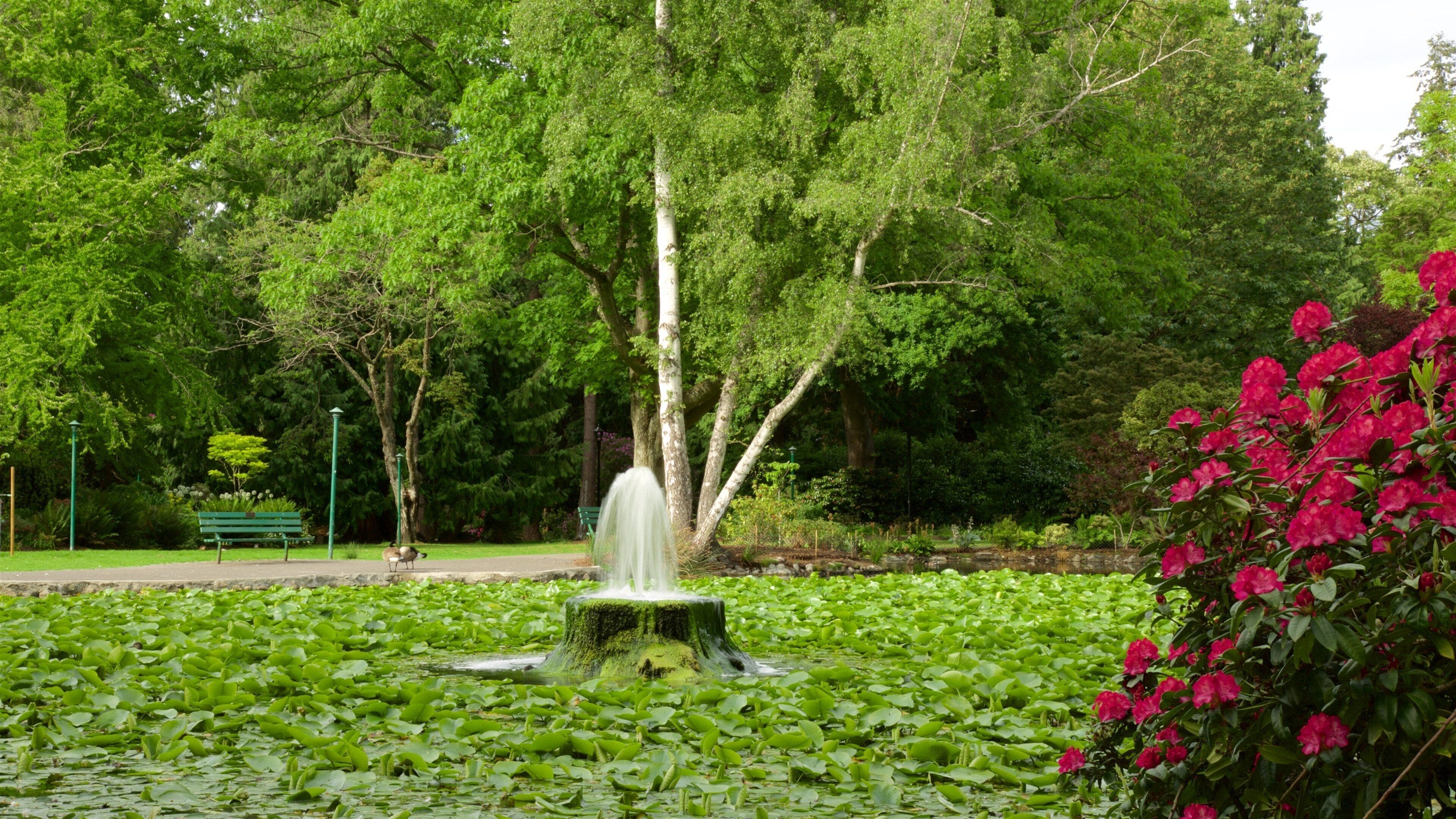 Beacon Hill Park featuring wildflowers, a fountain and a pond