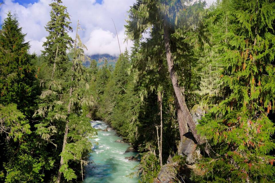 A river flowing through a dense forest with tall trees and mountains in the background.