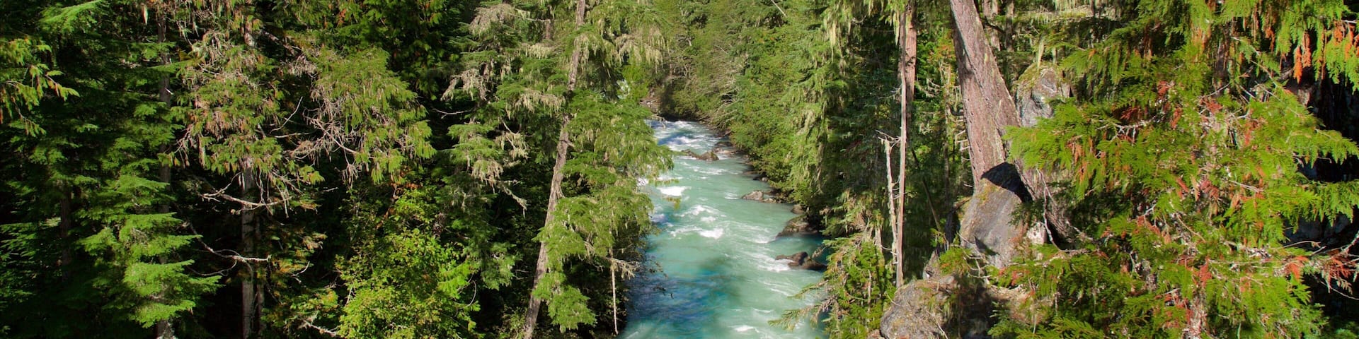Garibaldi Provincial Park which includes a river or creek and forests