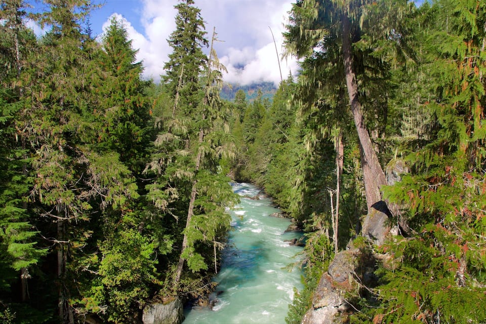 A river flowing through a dense forest with tall trees and rocky terrain.