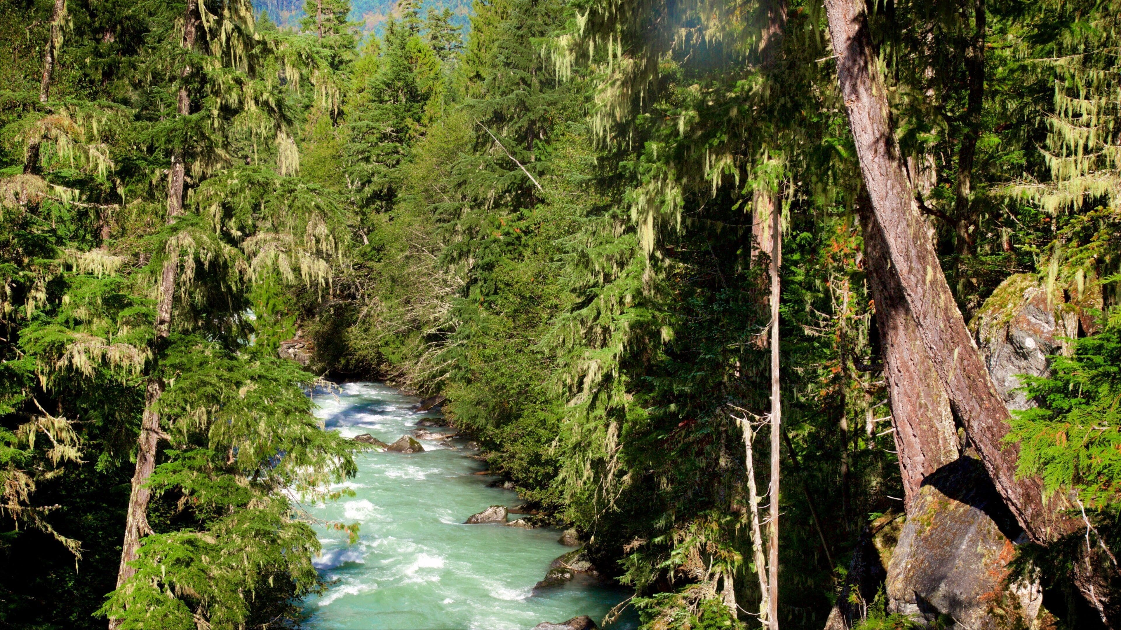 A river flowing through a dense forest with tall trees and rocky outcrops.